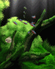 anim176220mobildesign.atw.hu_0206.gif